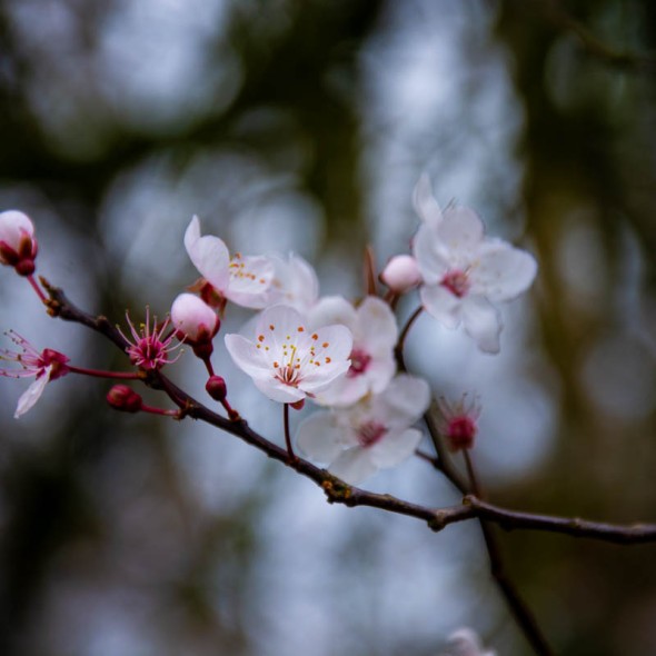 Apple Blossom close up